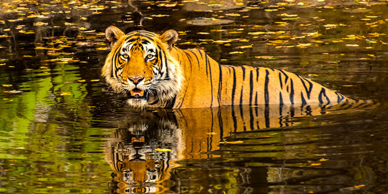 Ranthambore national park